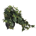 Artificial Philo Ledge Plant - House of Silk Flowers®
 - 3