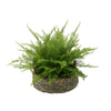 Faux Fern in Seagrass Tray Basket