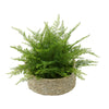 Faux Lace Fern in Seagrass Tray Basket