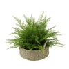 Faux Lace Fern in Seagrass Tray Basket