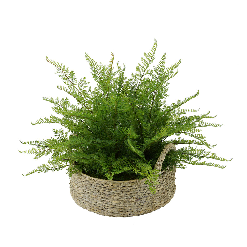 Faux Lace Fern in Seagrass Tray Basket