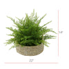 Faux Fern in Seagrass Tray Basket