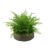 Faux Maidenhair Fern in Seagrass Tray Basket