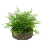 Faux Maidenhair Fern in Seagrass Tray Basket