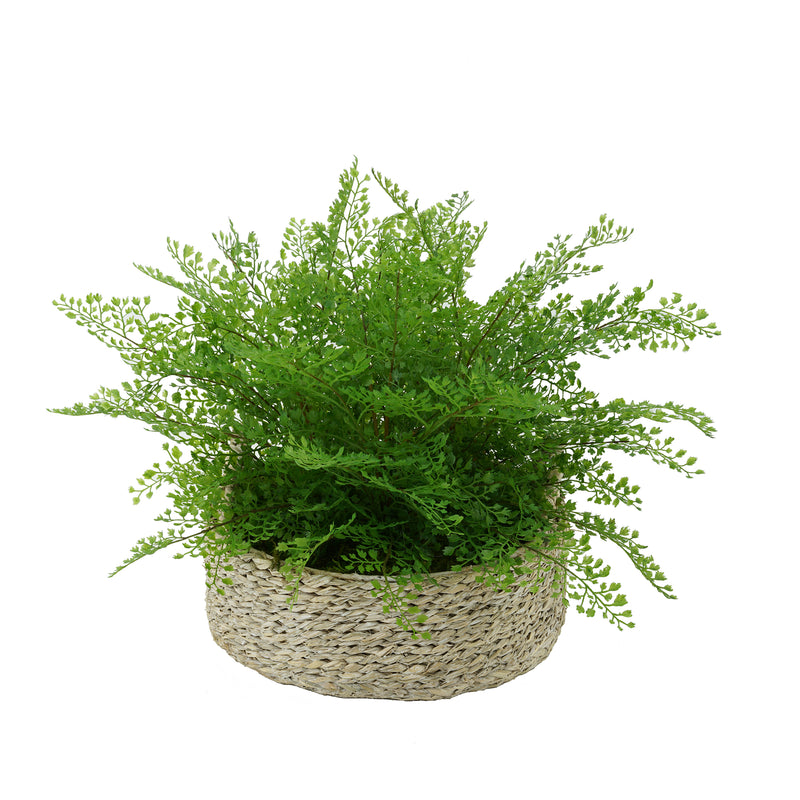 Faux Maidenhair Fern in Seagrass Tray Basket