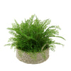 Faux Maidenhair Fern in Seagrass Tray Basket