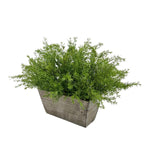 Faux Asparagus Fern in Wood Mini Ledge