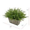 Faux Asparagus Fern in Wood Mini Ledge