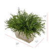 Faux Asparagus Fern in Wood Mini Ledge