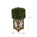 Faux Boxwood Square Topiary in Diamond Stout Wood/Metal