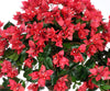 Artificial Bougainvillea Hanging Basket