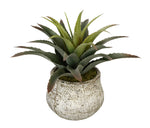 Artificial Star Succulent in Vase - House of Silk Flowers®
 - 3