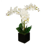 Artificial Triple Stem Orchid in Cube Vase