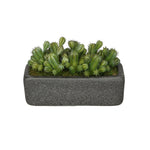 Artificial Thimble Cactus Garden in Sandy-Texture Rectangle