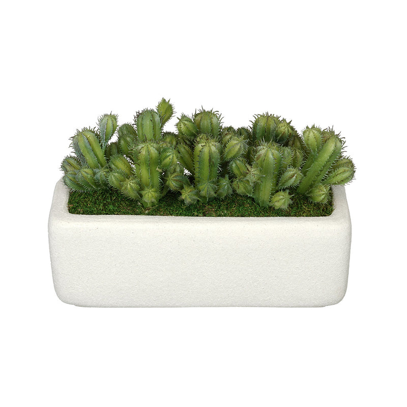 Artificial Thimble Cactus Garden in Sandy-Texture Rectangle