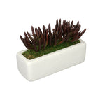 Artificial Senecio Garden in Sandy-Texture Rectangle