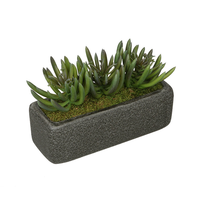 Artificial Senecio Garden in Sandy-Texture Rectangle