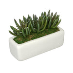 Artificial Senecio Garden in Sandy-Texture Rectangle