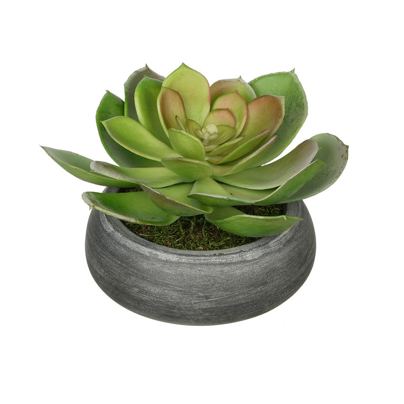 Artificial Echeveria in Washed Bowl Ceramic House of Silk Flowers®