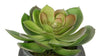 Artificial Echeveria in Washed Bowl Ceramic