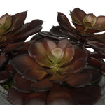 Artificial Burgundy Echeveria Garden in Grey-Washed Bowl Ceramic