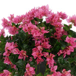 Faux Bougainvillea in Black-Washed Roman Urn Planter