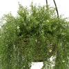 Faux Asparagus Fern Hanging Basket