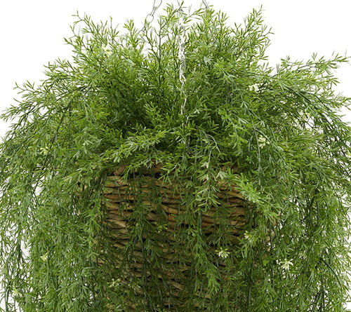 Faux Asparagus Fern in Reed Hanging Basket