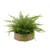 Faux Lace Fern in Seagrass Tray Basket