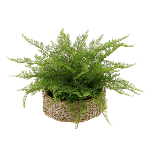 Faux Lace Fern in Seagrass Tray Basket