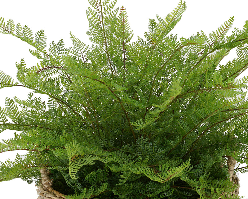 Faux Lace Fern in Seagrass Tray Basket