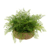 Faux Maidenhair Fern in Seagrass Tray Basket