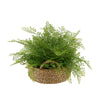 Faux Maidenhair Fern in Seagrass Tray Basket