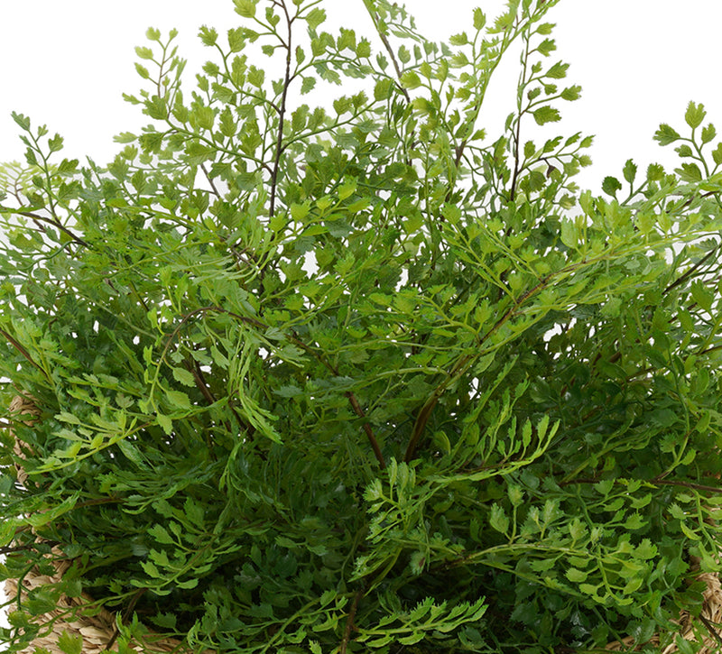 Faux Maidenhair Fern in Seagrass Tray Basket