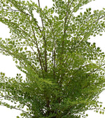 Faux Maidenhair Fern in Gold/White Ceramic