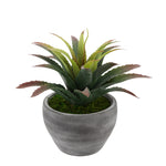 Faux Star Succulent in Grey-Washed Ceramic