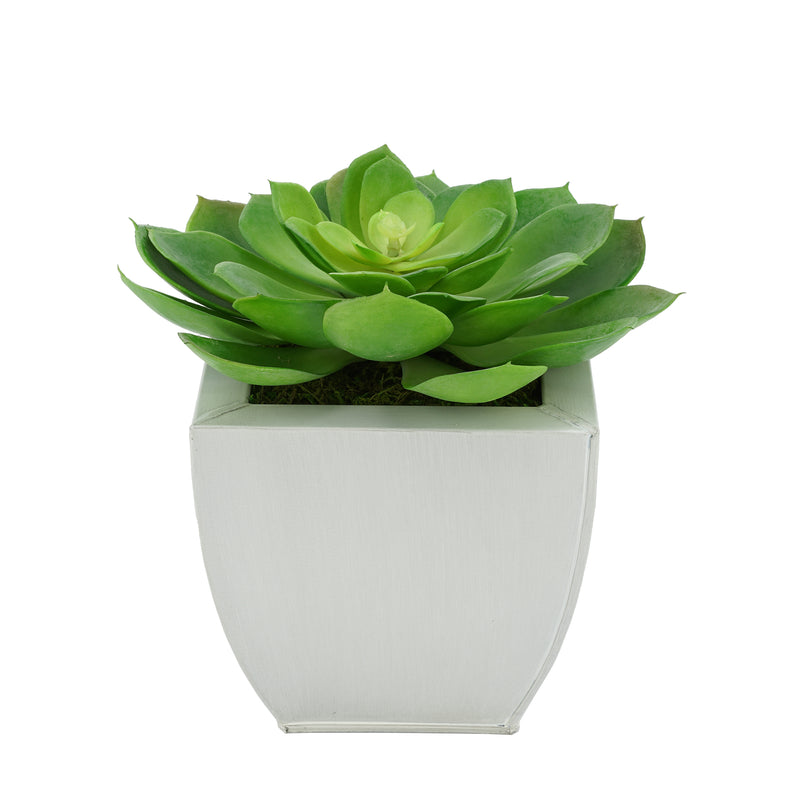 Faux Green Echeveria Succulent in Cream Tapered Zinc Pot