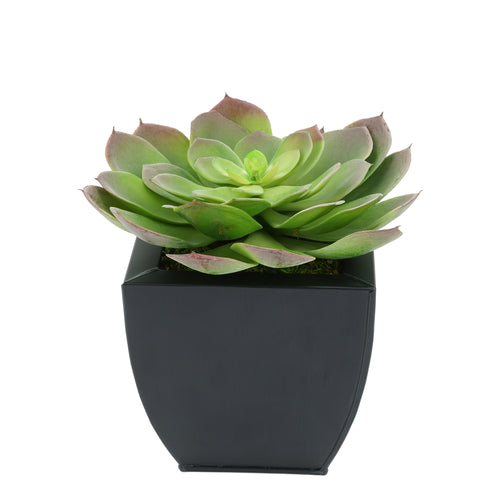 Faux Red-Tip Echeveria Succulent in Black Tapered Zinc Pot