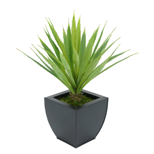 Faux Baby Yucca in Black Tapered Zinc Pot