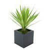 Faux Baby Yucca in Black Square Zinc Pot