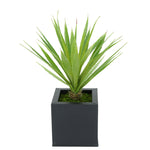 Faux Baby Yucca in Black Square Zinc Pot