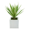 Faux Baby Yucca in Cream Square Zinc Pot