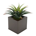 Faux Star Succulent in matte brown Square Zinc Pot