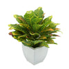 Faux Croton Houseplant in Cream Tapered Zinc Pot