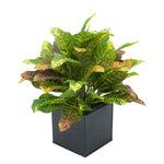 Faux Croton Houseplant in Black Square Zinc Pot