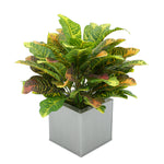 Faux Croton Houseplant in Silver Square Zinc Pot