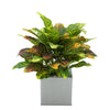 Faux Croton Houseplant in Silver Square Zinc Pot