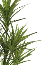 Faux 5ft Dracaena Tree with 9 Heads