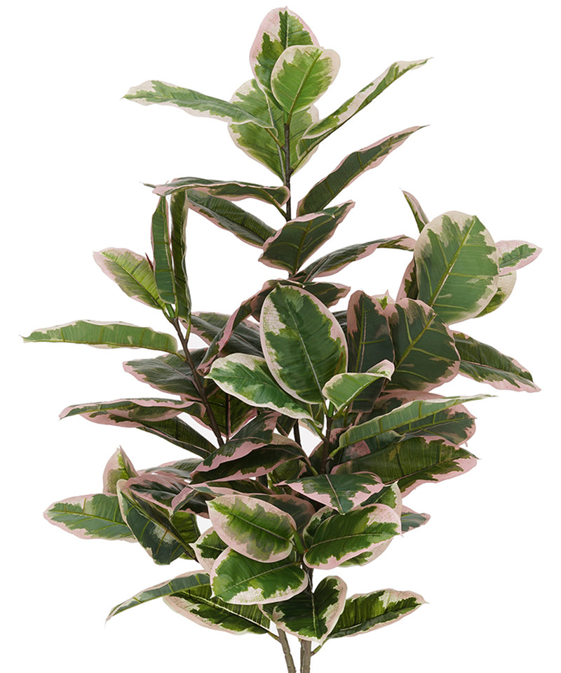 Faux 5ft Pink Edge Variegated Rubber Tree