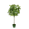 Faux 3ft Variegated Schefflera Topiary House of Silk Flowers®